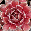 Sempervivum 'Ruby Heart' (Mature)