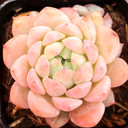 Echeveria prolifica - June