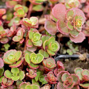 Sedum spurium 'Bronze Carpet' - Late Summer