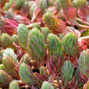 Sedum reflexum 'Sandy's Silver Crest'