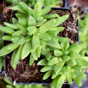 Delosperma congestum 'Gold Nugget' (Ice Plant) - April