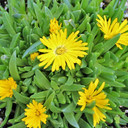 Delosperma congestum 'Gold Nugget' (Ice Plant)