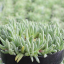 Delosperma sphalmanthoides - Tufted Ice Plant