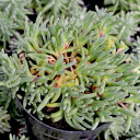 Delosperma sphalmanthoides - Tufted Ice Plant
