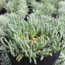 Delosperma sphalmanthoides - Tufted Ice Plant