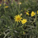 Othonna Capensis - Little Pickles Blooms Alt