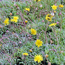 Othonna capensis - Little Pickles