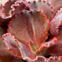 Echeveria 'The Rose'