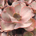Echeveria 'The Rose' - March