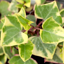 Senecio macroglossus f. variegatus - Variegated Wax Ivy - Top View