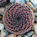 Sempervivum montanum ssp. burnatii (Outdoors) - February