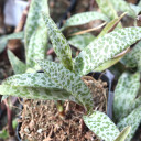 Ledebouria socialis - Silver Squill