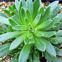 Aeonium 'Silver Edge'