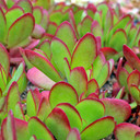 Crassula pubescens ssp. radicans - Large Red Carpet Stonecrop