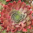 Sempervivum 'Irazu' (Outdoors) - August