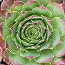 Sempervivum heuffelii 'Red Heuff f/ Munich University' - Summer