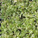 Kerria japonica 'Picta'