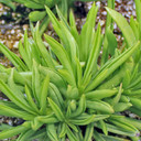 Peperomia ferreyrae - Happy Bean