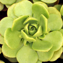 Aeonium 'Lily Pad'