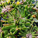 Glottiphyllum depressum (Mature)