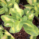 Sedum alboroseum 'Mediovariegatum'