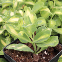 Sedum alboroseum 'Mediovariegatum'