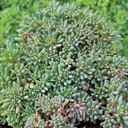 Sedum hispanicum 'Blue Carpet'