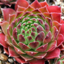 Sempervivum 'Shirley Moore'