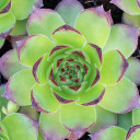 Sempervivum 'Pluto' (Mature) - Spring