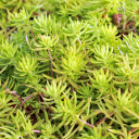 Sedum mexicanum 'Lemon Ball' - Fall