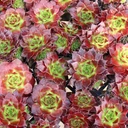 Sempervivum heuffelii 'Bros' clusters