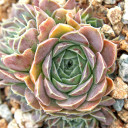 Sempervivum heuffelii 'Fante' (Outdoors) - August