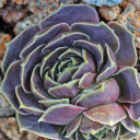 Sempervivum heuffelii 'Fante' (Outdoors) - February