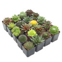 Sempervivum Variety Pack (6-20 Plants, 2" Pots)
