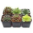 Sempervivum Variety Pack (6-20 Plants, 2" Pots)