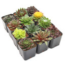Sempervivum Variety Pack (6-20 Plants, 2" Pots)