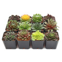 Sempervivum Variety Pack (6-20 Plants, 2" Pots)