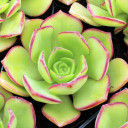 Aeonium gomerense
