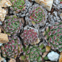 Sempervivum arachnoideum x pittonii (Outdoors) - February