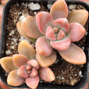 Graptosedum 'California Sunset' - Winter