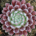 Sempervivum 'Butterfly' (Mature) - April
