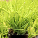 Rhipsalis teres