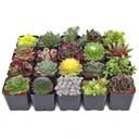 Hardy Outdoor Succulents Variety Pack (6-20 Plants, 2" Pots)