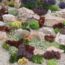 Hardy Outdoor Succulents Variety Pack (6-20 Plants, 2" Pots) - Rock Garden