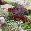 Hardy Outdoor Succulents Variety Pack (6-20 Plants, 2" Pots) - Rock Garden