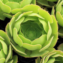 Aeonium 'Tubac'