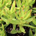 Crassula rubricaulis - August