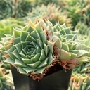 Sempervivum heuffelii 'Jade' cluster