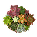 MCG Sundry Gardens Soft Succulents 3.5in
