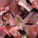 Echeveria 'Chocolate Ruffles'